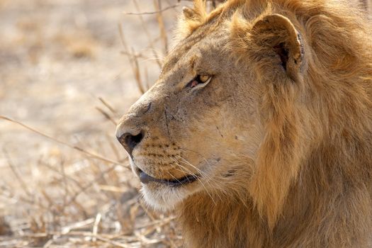 Wild lion in the African Savannah, Tanzania