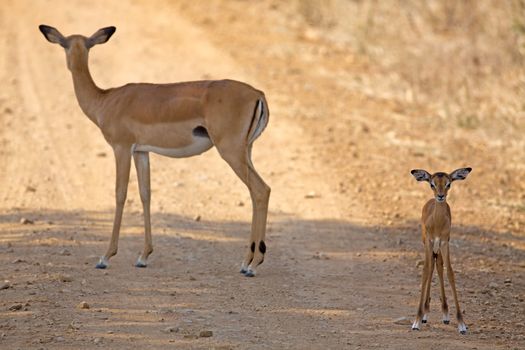 Wild Impala in the African savannah, Tanzania