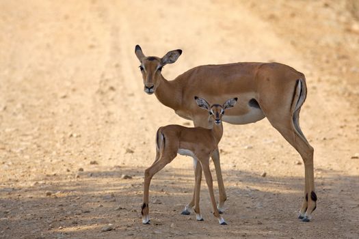 Wild Impala in the African savannah, Tanzania