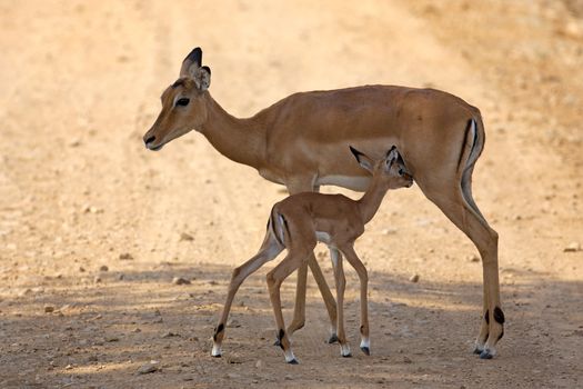 Wild Impala in the African savannah, Tanzania