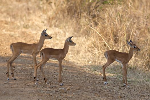 Wild Impala in the African savannah, Tanzania