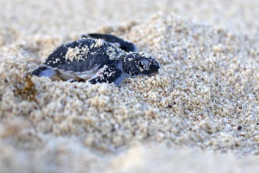 Green Sea Turtle Hatchling making its first steps from the beach to the sea