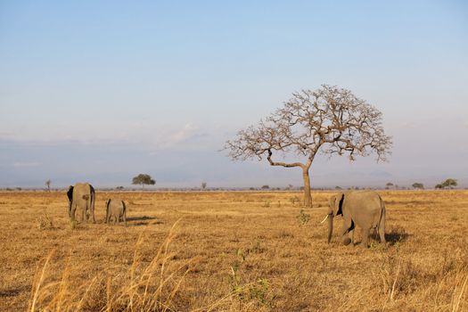 Wild Elephant in the Savannah in Mikumi, Tanzania