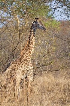 Wild Giraffe in the savannah in Mikumi, Tanzania