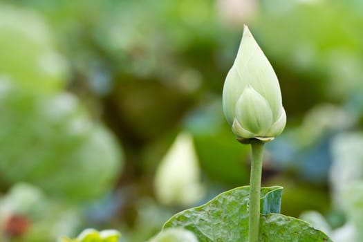 Closeup of green lotus in the farmland