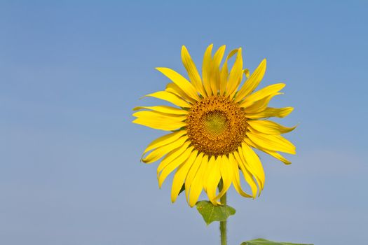 Sunflower against blue sky in the farmland of thailand