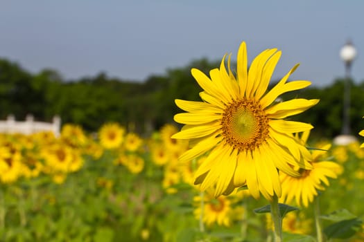 Sunflower field in thailand