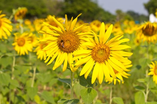 Sunflower field in the farmland of thailand