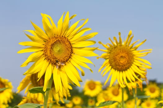 Sunflower field in the farmland of thailand