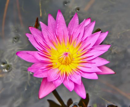 Pink lotus in the garden