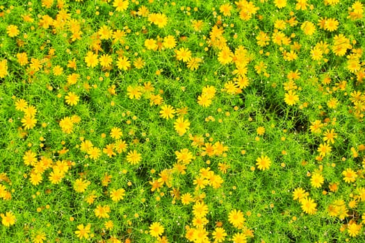 Nice contrast between yellow flowers and green leaves in the garden







Nice contrast between yellow flower and green leave