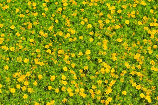 Nice contrast between yellow flowers and green leaves in the garden