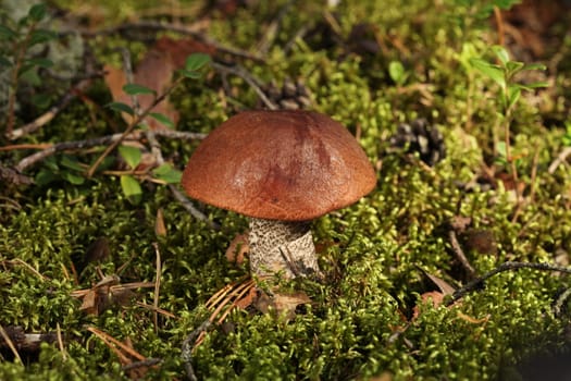 orange-cap boletus in a wood in a green moss
