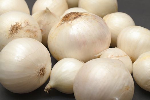 White Onion Bulb, closeup on dark background