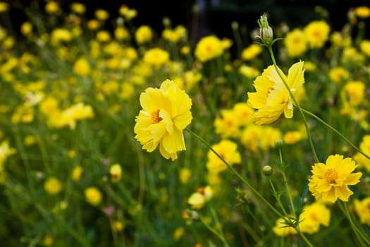 Closeup of yellow comos