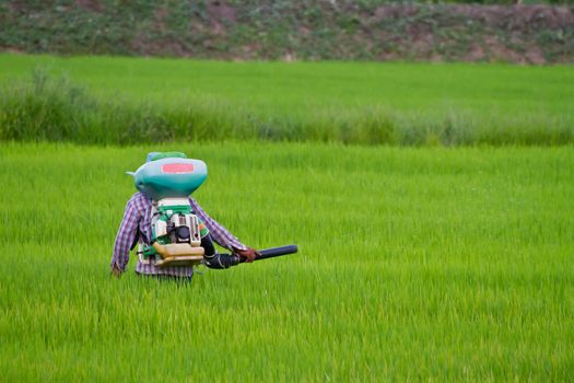 Farmer spraying manure in rice field