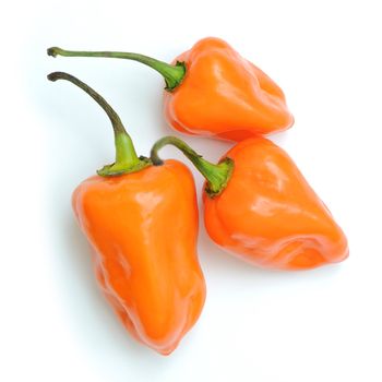 Orange hot chili peppers pattern