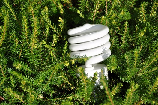 Save energy bulb with pine tree background 