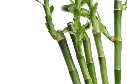 Nature bamboo background 