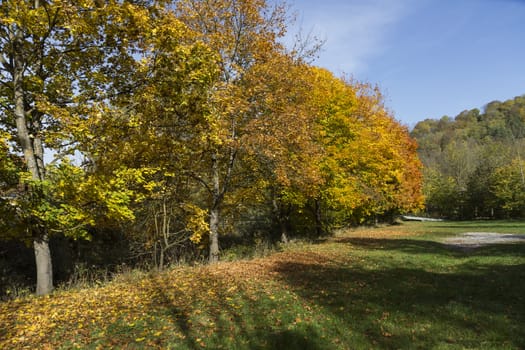 landscape with row of trees in autumn with deep sun