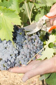 grape picker in action with pruner