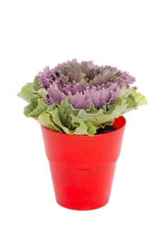 purple cabbage in pot isolated on white background
