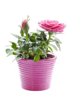 rose potted isolated on a white background