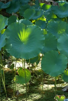 Round green plant in the swamp 