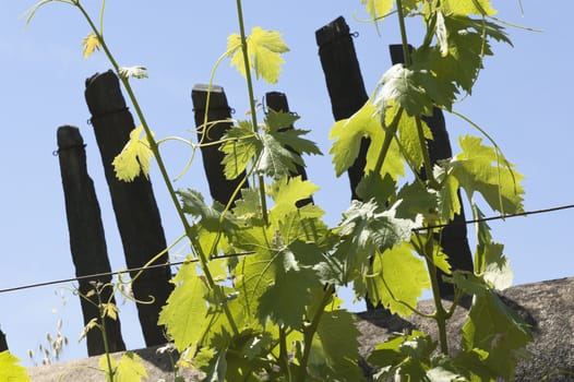 Grapevines in the fruit set season, Borba, Alentejo, Portugal