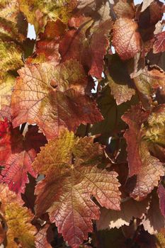 Reddish foliage of grapevines in the fall season