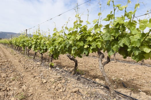 Vineyard in the fruit set season, Borba, Alentejo, Portugal