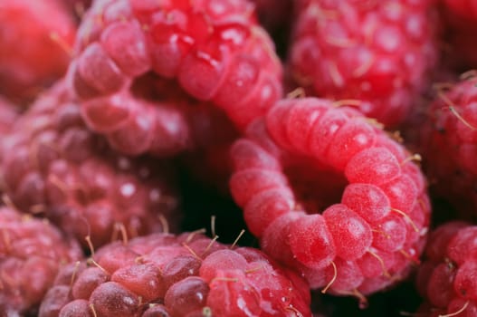 Fresh raspberries background. Shallow depth of field. Focus on right raspberry.