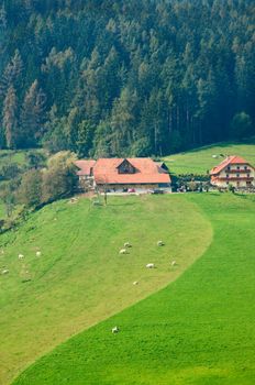 Typical modern farm on Alps hills with cows on green fields