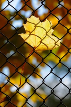 Yellow autumn maple leaf is hover on metal lattice with tree crown on background