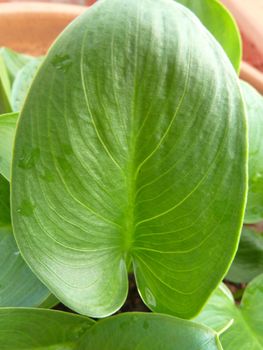 new bright green calla lily leaf