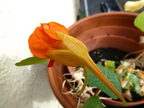 bright nasturtium flower as a background