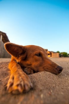 A lazy dog lying in the sand at a beach and relaxing.