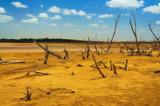 A dead tree forest in a desolate desert.