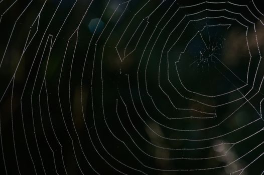 Back light spider net dewdrop net spider. Dark background