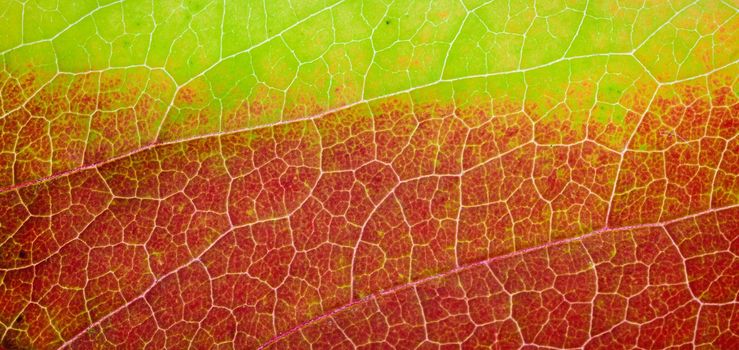 Red leaf of an aspen with yellow streaks. Close up. Autumn coloured leaf macro shot