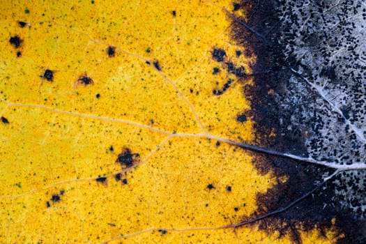 Yellow leaf of an aspen with yellow streaks. Close up. Autumn coloured leaf macro shot