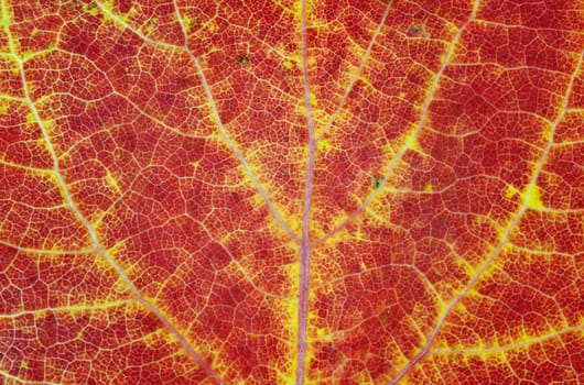 Red leaf of an aspen with yellow streaks. Close up. Autumn coloured leaf macro shot