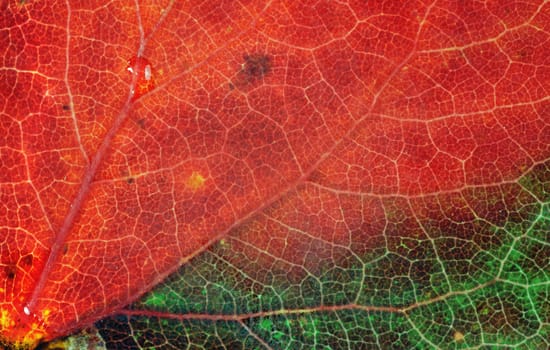 Red leaf of an aspen with yellow streaks. Close up. Autumn coloured leaf macro shot