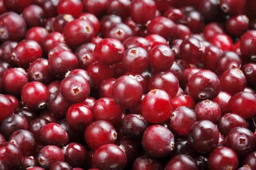 Fresh red ripe cranberries. Most cranberries are processed into products such as juice, sauce, jam, and sweetened dried cranberries, with the remainder sold fresh to consumers. 