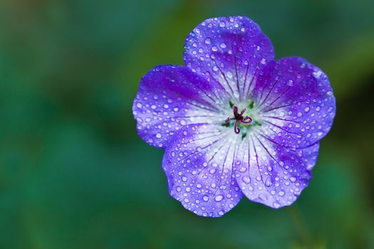 Blue Geranium or Cranesbill flower in close view on rainy day in autumn