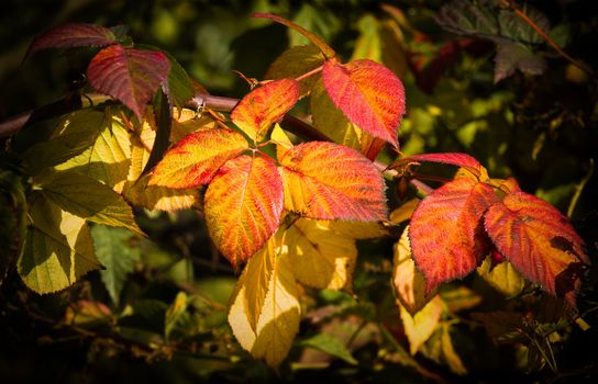 Sunshine on colorful Brambleberry leaves on October day in autumn