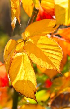 Colorful Brambleberry leaves on sunny October day in autumn