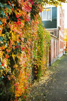 Autumn in the city - Trees with yellow leaves and colorful Virginian creeper growing over a wall