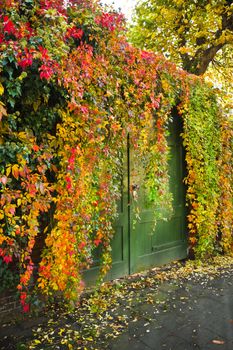Autumn in the city - Colorful Virginian creeper growing over a wall 