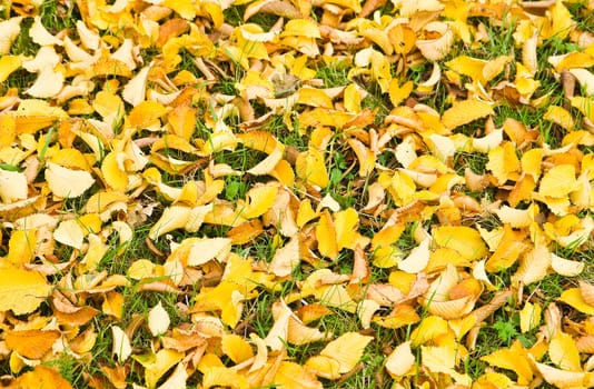 Background of yellow fallen Elm leaves in grass in autumn